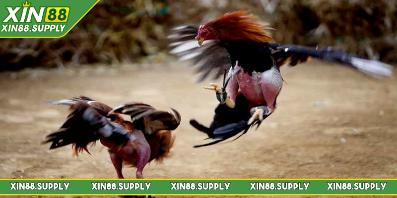 Đá gà Campuchia hay còn được biết đến là chọi gà Campuchia