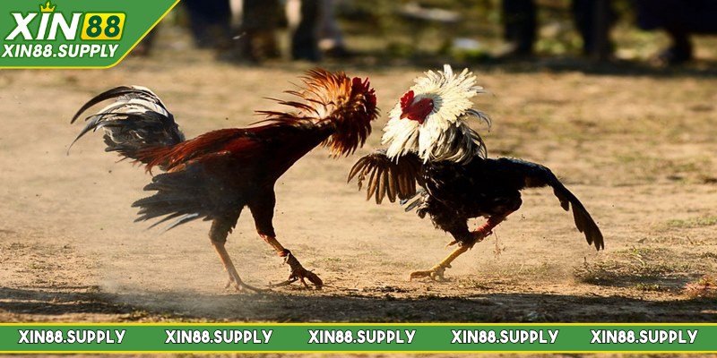 Các hình thức kèo cược phổ biến trong đá gà Campuchia 