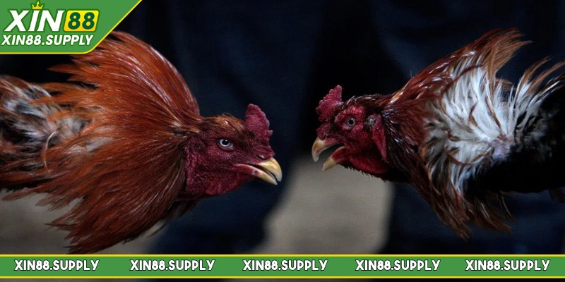 Luật chơi đá gà Mỹ cập nhật mới nhất 