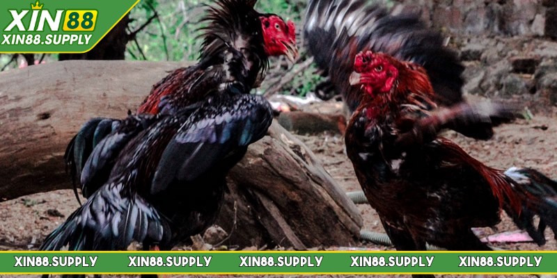 Đá gà Mỹ là một trong những hình thức giải trí cá cược hấp dẫn bậc nhất