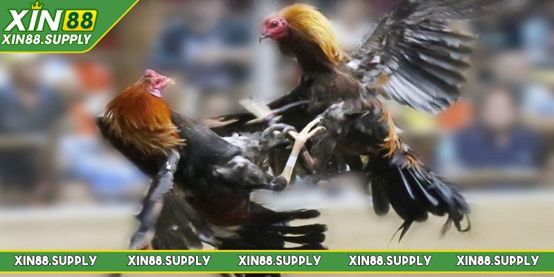 Các hình thức cược cơ bản của đá gà Philippines