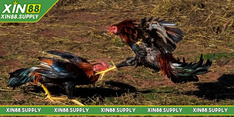 Đá Gà Philippines bộ môn đối kháng cá cược hàng đầu 