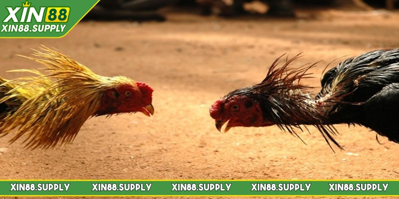 Đá gà Thomo là hình thức chọi kê nổi tiếng hiện nay 