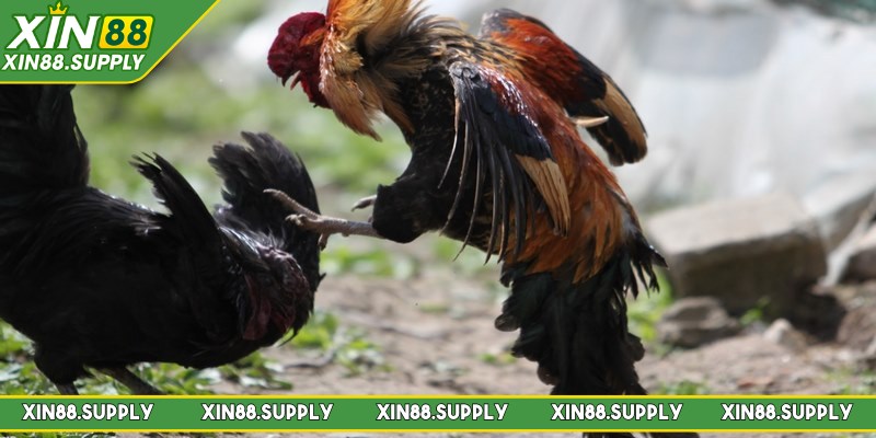 Các ưu điểm vượt trội của đá gà Thomo 