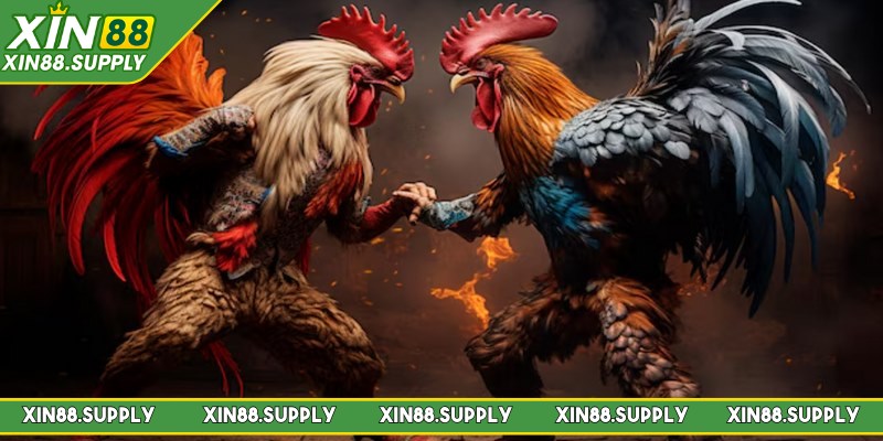 Đá gà Xin88 là một trong những chuyên mục cá cược hấp dẫn