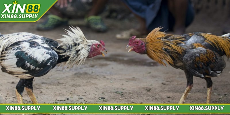 Sảnh game mang đến nhiều hình thức chọi gà thú vị