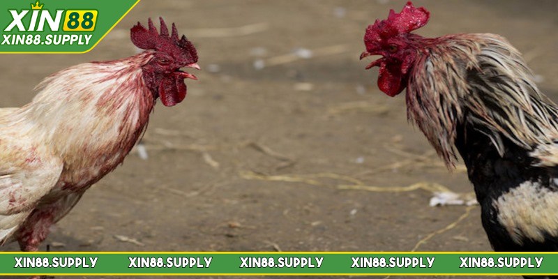 Phát sóng trực tiếp các trận đấu sắc nét, mượt mà