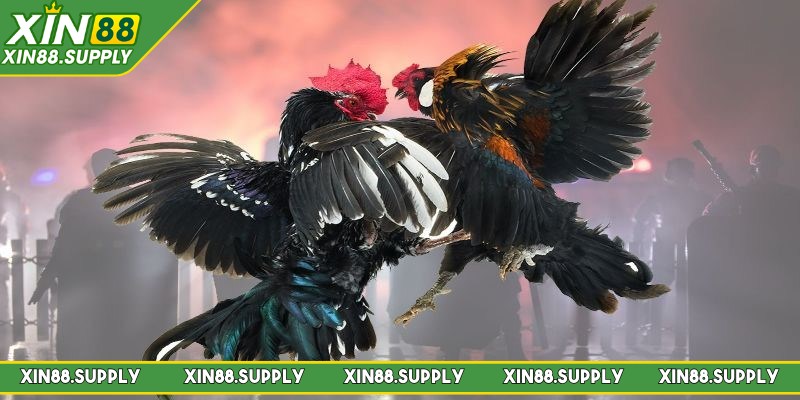 Đá gà C1 là hình thức chọi gà chuyên nghiệp được người chơi yêu thích