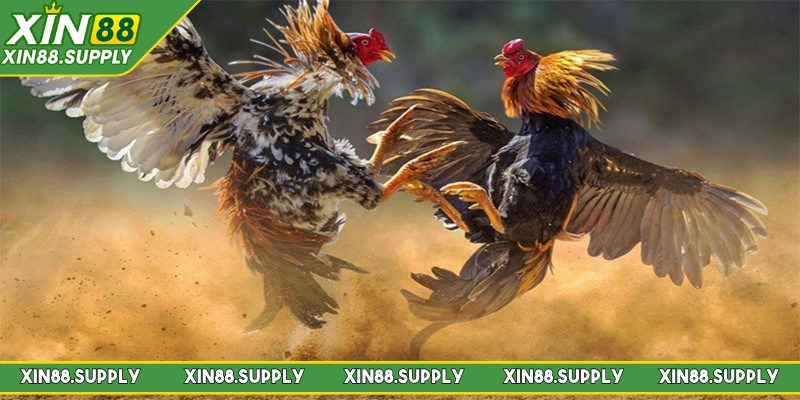 WS168 đá gà là sân chơi cá cược hấp dẫn, kịch tính và đẳng cấp 