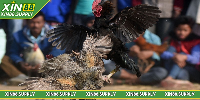 Những trận đấu đá gà tre mang đến sự linh hoạt, tốc độ